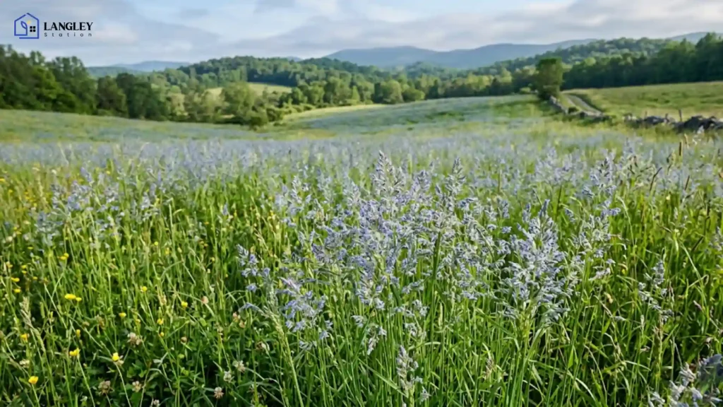 Why is Bluegrass Called Bluegrass?